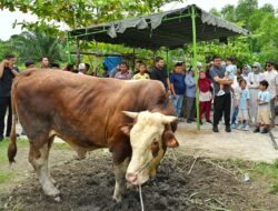 Bobby Nasution Serahkan Hewan Kurban dan Sembako di Kampung Nelayan