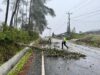 Akibat Angin Kencang, Pohon Tumbang di Jalur Dolok Sanggul–Sidikalang