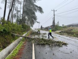 Akibat Angin Kencang, Pohon Tumbang di Jalur Dolok Sanggul–Sidikalang