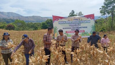 Wujudkan Ketahanan Pangan, Polres Samosir dan Forkopimca Panen Jagung Kuartal II