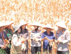 Wujud Dukungan Kepolisian terhadap Ketahanan Pangan, Kapolda Sumut Ikut Panen Kagung