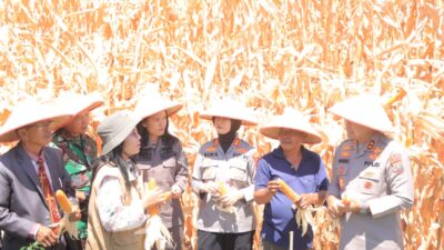 Wujud Dukungan Kepolisian terhadap Ketahanan Pangan, Kapolda Sumut Ikut Panen Kagung