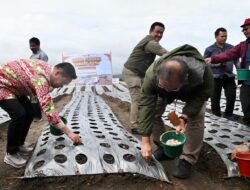Bersama Kementan,Bupati Humbahas Tanam Perdana Bawang Putih di Food Estate Pollung