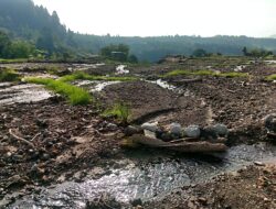 Ratusan Hektare Sawah di Batunagodang Siatas Rusak Diterjang Longsor dan Banjir Bandang