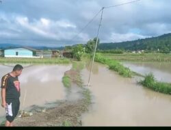 Sungai Aek Sibulbulon Meluap, 30 Hektare Sawah di Tiga Desa Tarutung Tergenang