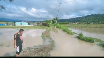 Sungai Aek Sibulbulon Meluap, 30 Hektare Sawah di Tiga Desa Tarutung Tergenang