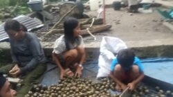 Harga Kolang-Kaling Anjlok di Pangaribuan, Biaya Produksi Tinggi