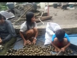 Harga Kolang-Kaling Anjlok di Pangaribuan, Biaya Produksi Tinggi