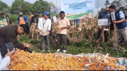 Panen Jagung di Paranginan Jadi Bagian Gerakan Pengendalian Inflasi