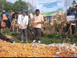 Panen Jagung di Paranginan Jadi Bagian Gerakan Pengendalian Inflasi