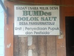 Penyertaan Modal Rp182 Juta, BUMDes Dolok Saut Tanam Kentang, Hasil Disebut Hanya Rp10 Juta