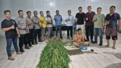 Temukan Tanaman Ganja, Polsek Tanjung Morawa Polresta Deli Serdang Amankan Pelaku