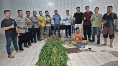 Polsek Tanjung Morawa Polresta Deli Serdang berhasil mengungkap kasus dugaan penyalahgunaan narkotika jenis ganja sekaligus menemukan puluhan batang tanaman ganja di wilayah hukumnya, Minggu (17/5/2026).