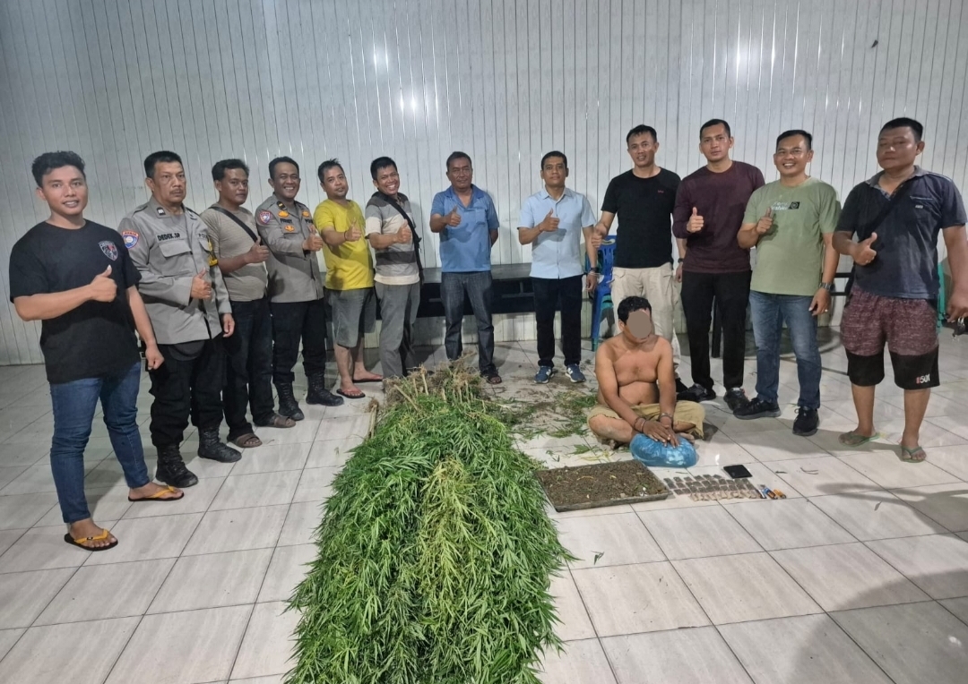 Polsek Tanjung Morawa Polresta Deli Serdang berhasil mengungkap kasus dugaan penyalahgunaan narkotika jenis ganja sekaligus menemukan puluhan batang tanaman ganja di wilayah hukumnya, Minggu (17/5/2026).