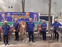 KOMBAT Berkurban 6 Ekor Sapi di Idul Adha 2026