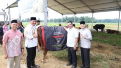 Polda Sumut: Sembelih 31 Sapi Kurban Termasuk Simmental 1 Ton dari Kapolda