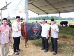 Polda Sumut: Sembelih 31 Sapi Kurban Termasuk Simmental 1 Ton dari Kapolda