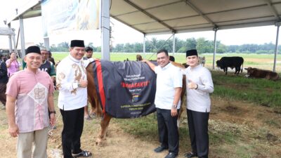 Polda Sumut: Sembelih 31 Sapi Kurban Termasuk Simmental 1 Ton dari Kapolda