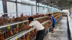 Rutan Cipinang Optimalkan Pembinaan Kemandirian melalui Budidaya 500 Ekor Ayam Petelur