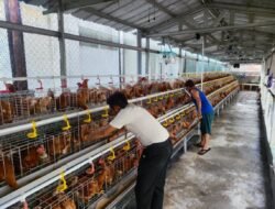 Rutan Cipinang Optimalkan Pembinaan Kemandirian melalui Budidaya 500 Ekor Ayam Petelur